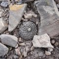 The stems are flush and well camouflaged with the soil surface resembling limestone chips in shape, colour, and texture
