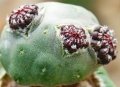 Rebutialand cactus collection Demjén, Hungary.