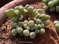 Half growing and the other half dormant !!