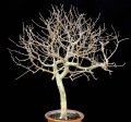 Bursera, ready to sprout after dormancy.