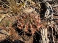 Gymnocalycium damsii with extreme spination, Mato Grosso do Sul, Brazil.