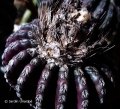 Discocactus horstii HU 360 (Collector Leopoldo Horst) Locality: Serra de Barro, Grao Mogol, Minas Gerais, Brazil.