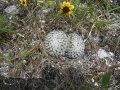 Mammillaria pectinifera (Solisia pectinata), Tecamachalco, Puebla, Mexico.