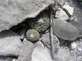 Encephalocarpus strobiliformis, La Perdida, Tamaulipas.