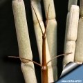 The new shoots grows from the plant base and are of a bright chocolate.