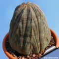 Old plants elongates and take a conical shape.