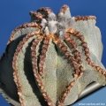 In older plants the areoles are large and woolly, often brownish/reddish,but also white/yellowish to tan/black.