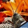 An ''Egyptian Locust'' looking at the blooming R. heliosa.