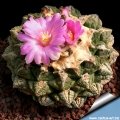 Cultivated specimen, about 25 years old.