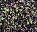 Seedlings.