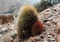 Yellow and red spines forms in habitat (Mendoza province, Argentina)