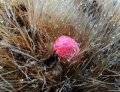 Buds.  First flowers appear some time on relatively young plants but also on 30-40 years old specimens!