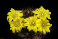 Weingartia neocumingii (as: Weingartia cumingii) KK 1050 (Collector: Karel Kníže) La Palca, Sucre, Bolivia, 2200m.