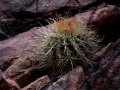In habitat (northern Argentina). 3558 metres above sea level.