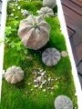 Euphorbia obesa. They receive water when it rains both summer and winter, also the snow, no summer shading.