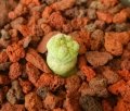 Seedling