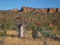 Boab/Baobab trees (Adansonia gregorii) in the Timber Creek Region of the North West of the Northern Territory of Australia.