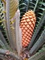 Female cone and new emergent (Bronze coloured) leaves.