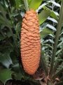 Male cone at dehishing stage.