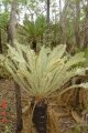 Emerging fronds in habitat.