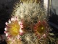 Mammillaria microhelia (white spines form? hybrid?)