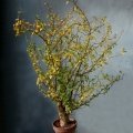 Bursera fagaroides ( Fragrant Elephant Tree )