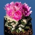 It flowers  in August to October and  is frequently the earliest species of the genus to bloom in cultivation.