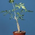 Bursera sp. aff. fagaroides (as: schwebsiana) Meztitlan, Mexico.