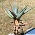 Aloe ferox has a stem surrounded with a persistent layer of dead leaves that insulate the stem in the case of bush fires.