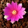 This specie starts blooming when still young. The first flower is larger than the plant's body.