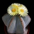 Astrophytum myriostigma (Bishop's Cap)