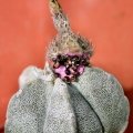 The fruit of A. coahuilense it is very different, pinkish coloured and opens basally.