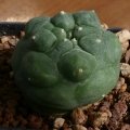 It  differs from  Lophophora diffusa by being a darker green colour with more raised and wavy ribs.