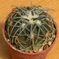 Gymnocalycium spegazzinii .